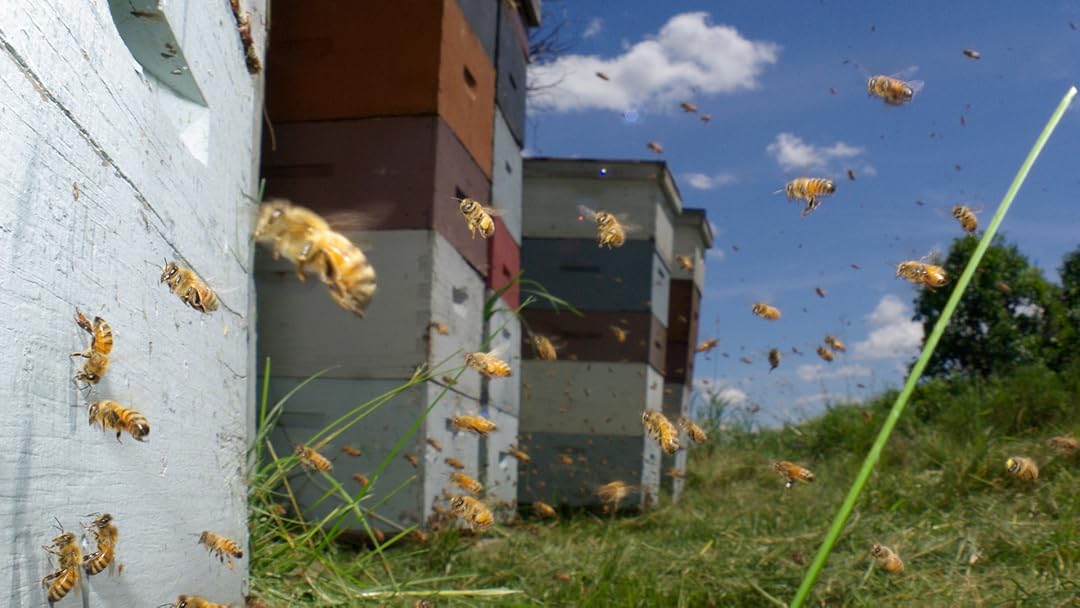 Vanishing of the Bees