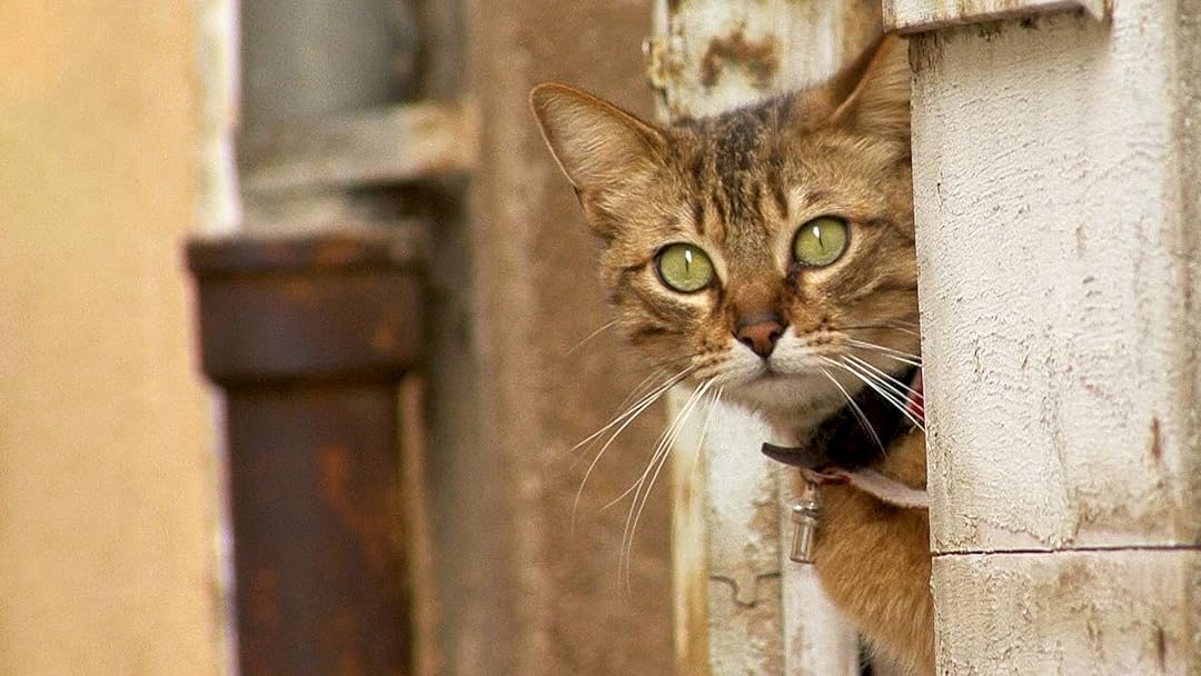 Amazon.co.jp: 地中海・猫の旅6500キロ Cats of the