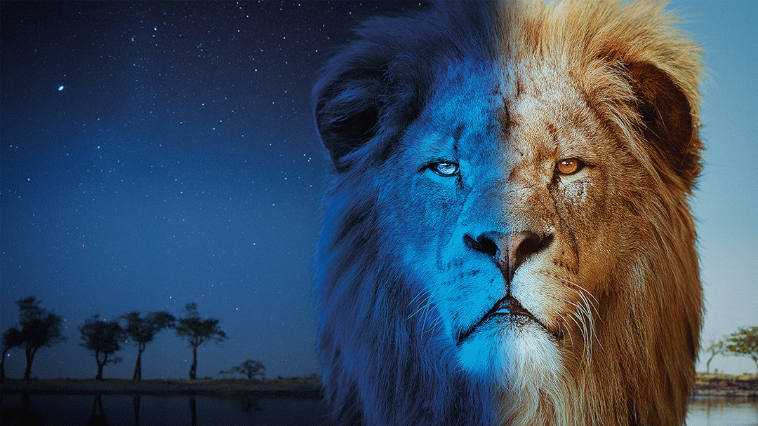 Big Cats 24/7