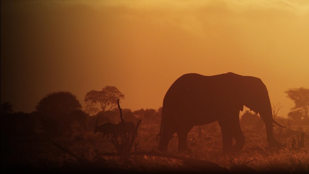 The Elephant and the Termite