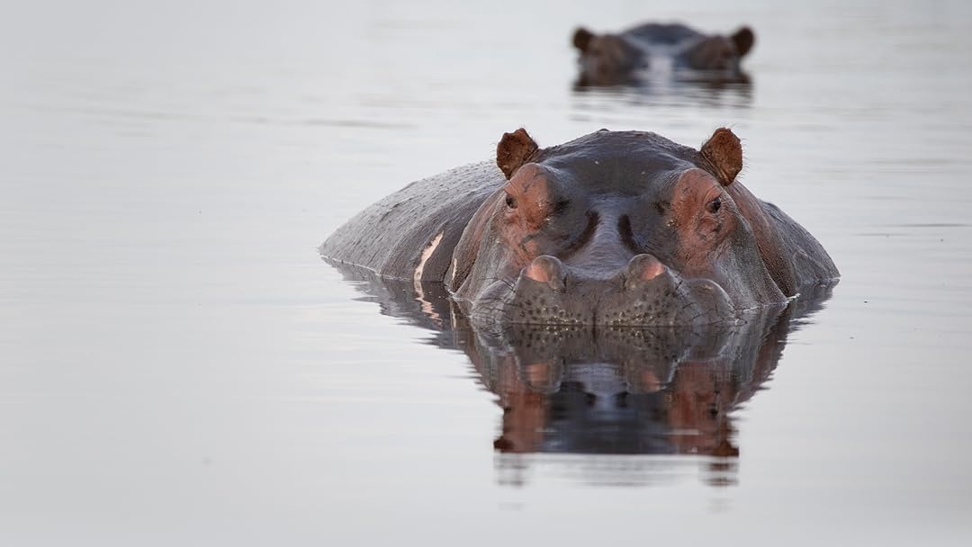 Hippos: Africa’s River Giants