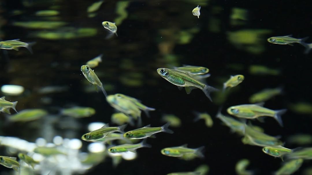 Amazon.co.jp: 熱帯魚映像図鑑 バーチャル・アクアリウムを観る