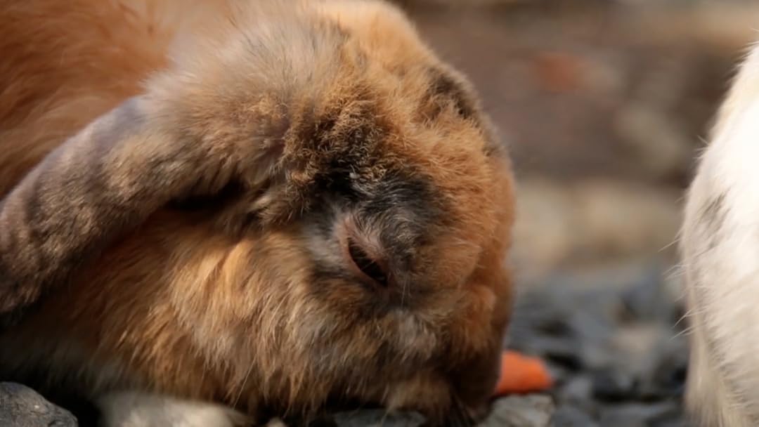 Pup School: Cuddly Easter Animals