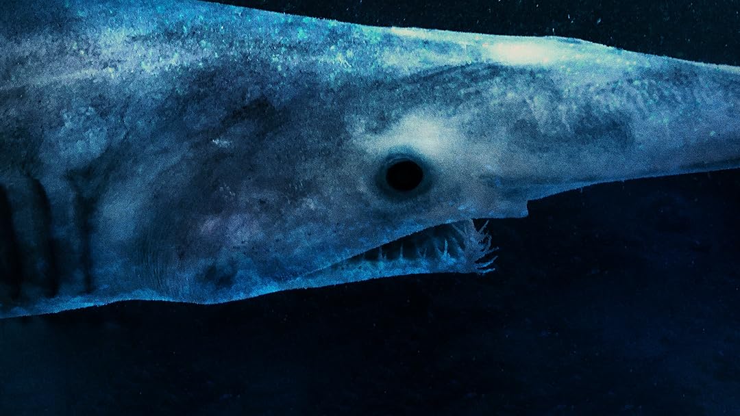 Requins des abysses 3