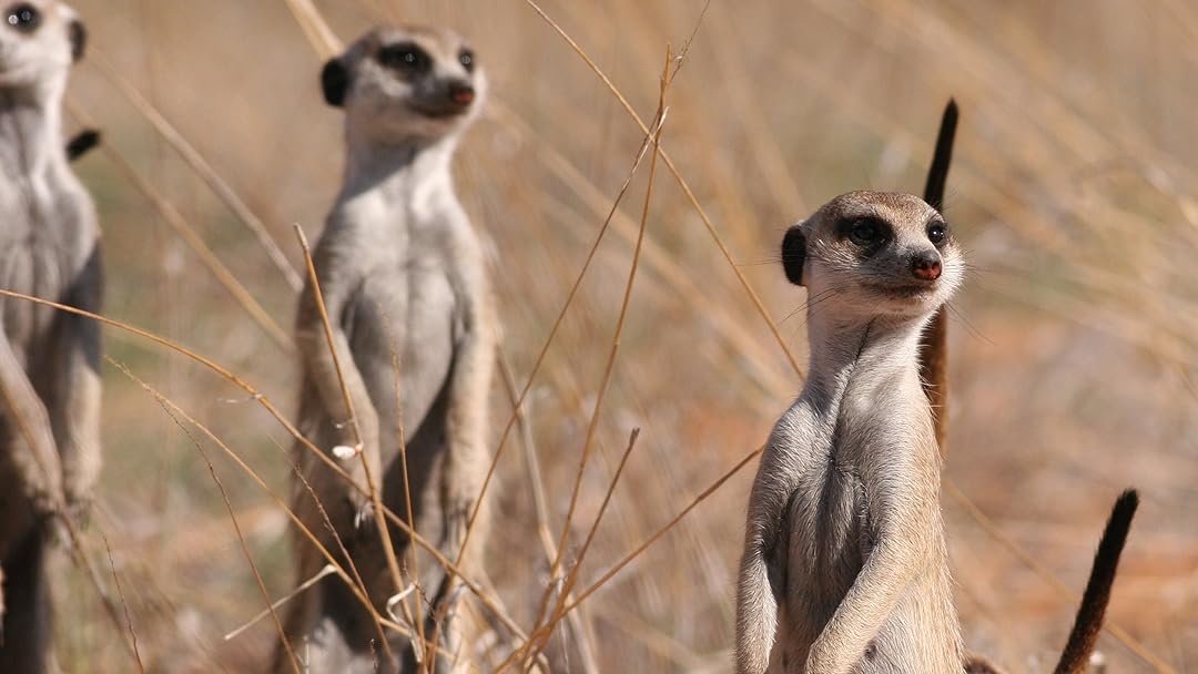 Meerkat Manor