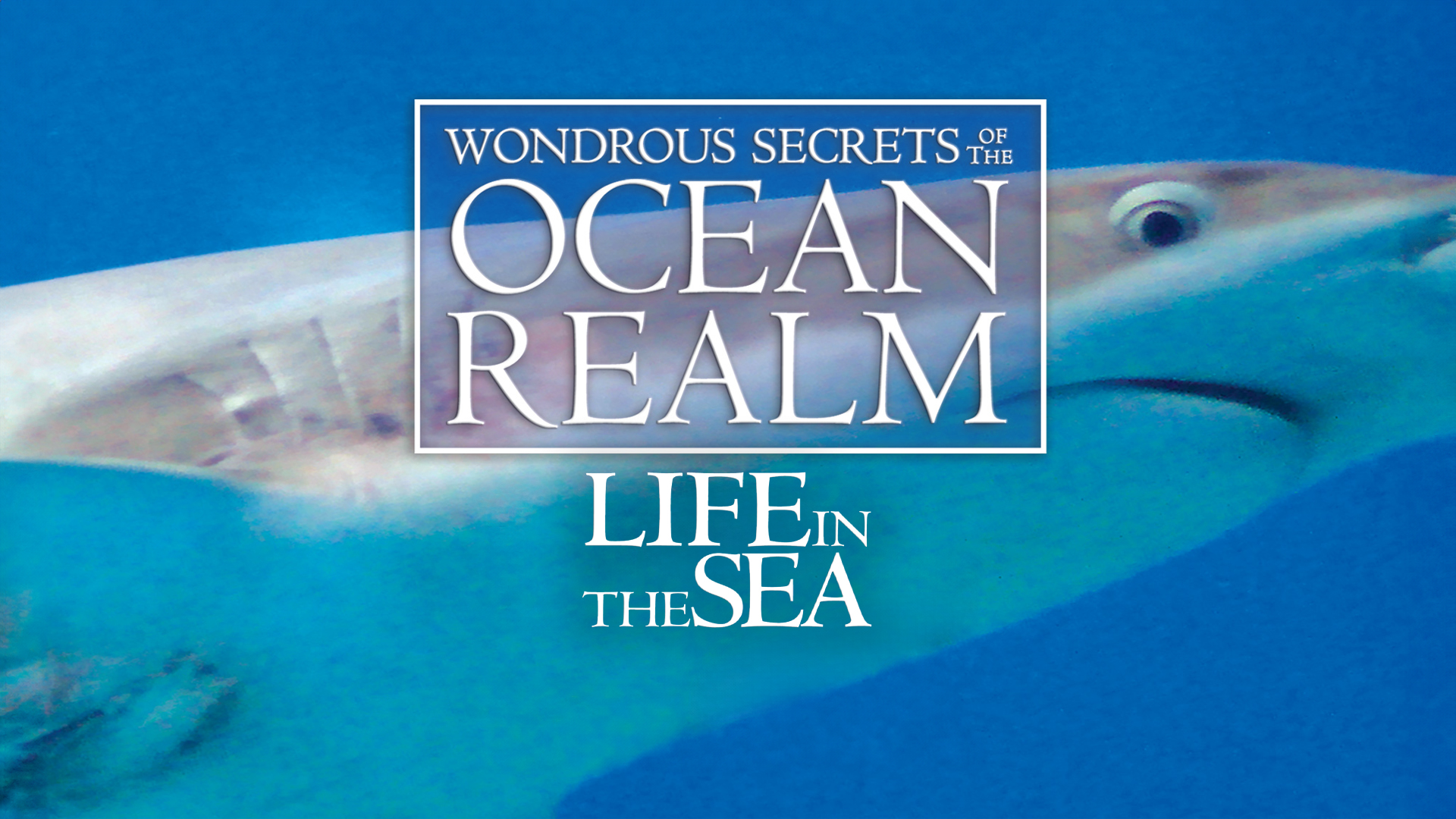 その他 Wondrous Secrets of the Ocean Realm [DVD] Watch Wondrous Secrets of the Ocean Realm: The Great Whales