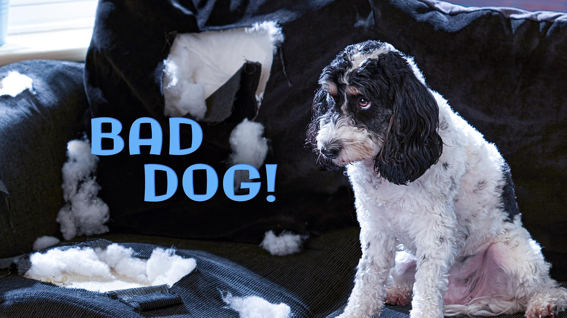 Prime Video Puppy Bowl Presents The Summer Games Season 1