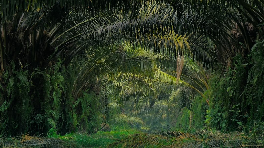 Palm Oil in the land of Orangutans