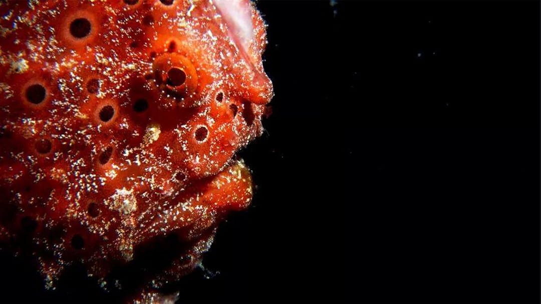 Ocean Weirdos