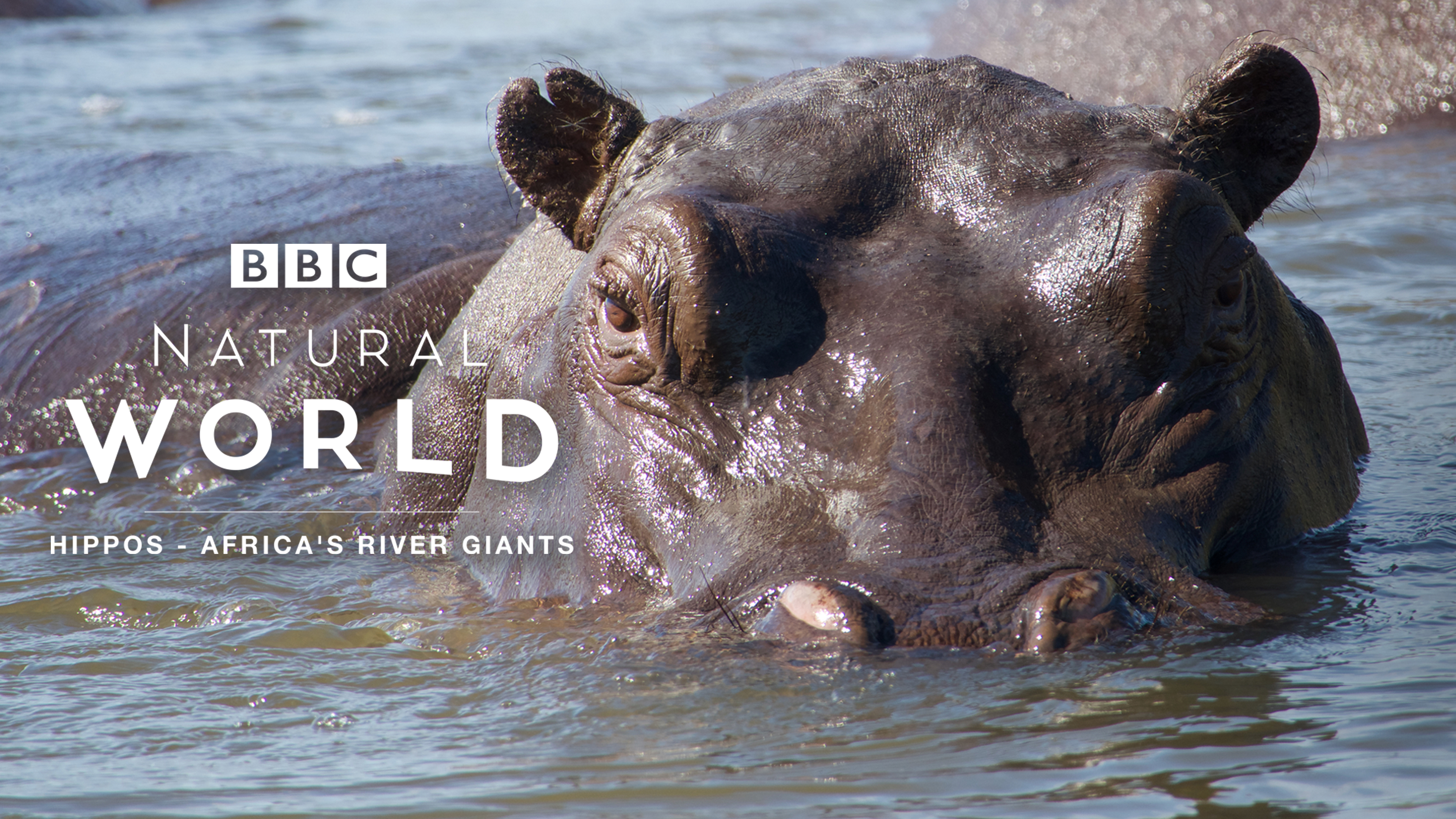 その他 NATURE: Hippos: Africa&#39;s  Giants [DVD] Hippos: Africa's River Giants | Kanopy