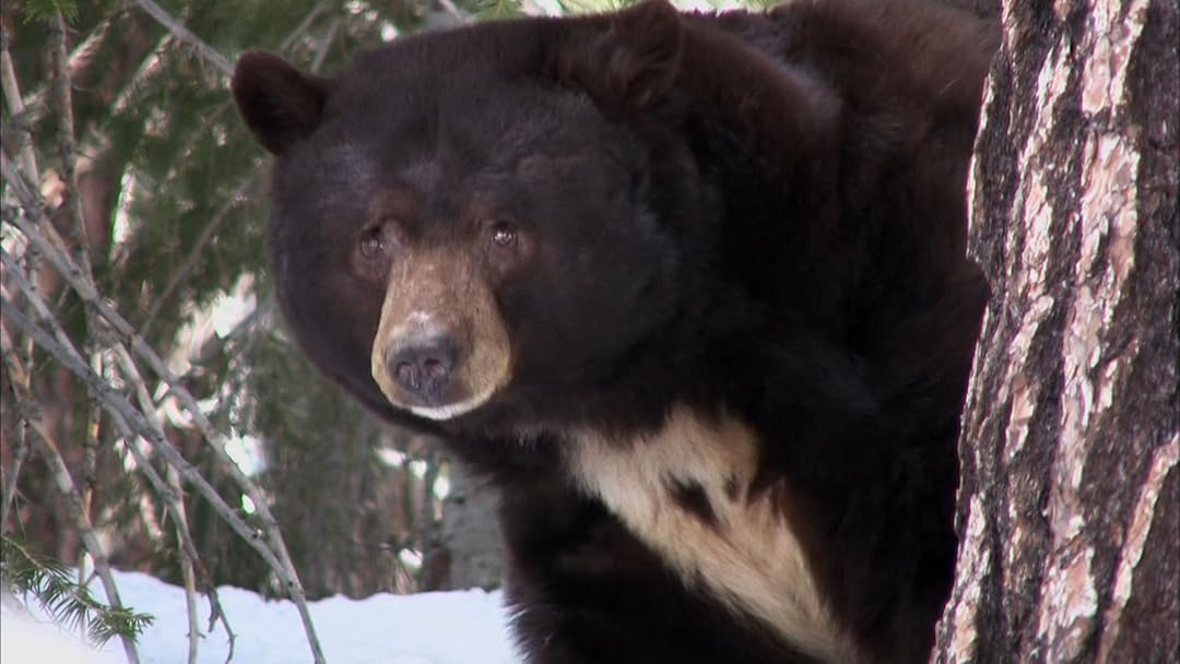 The Bear Whisperer