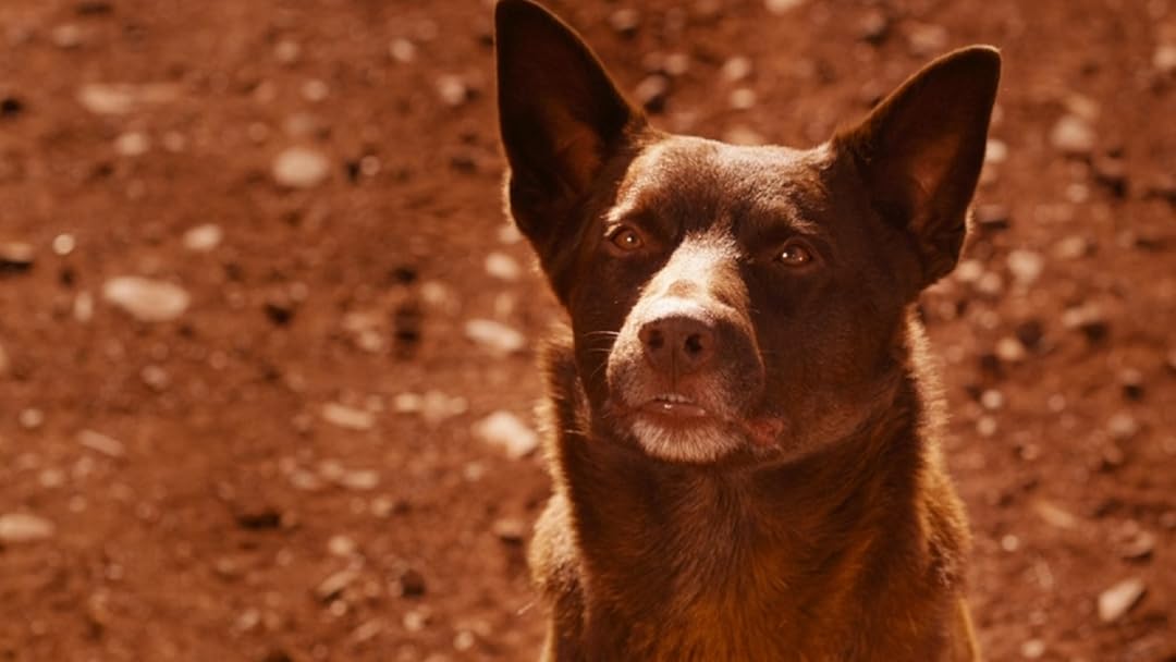 Red Dog