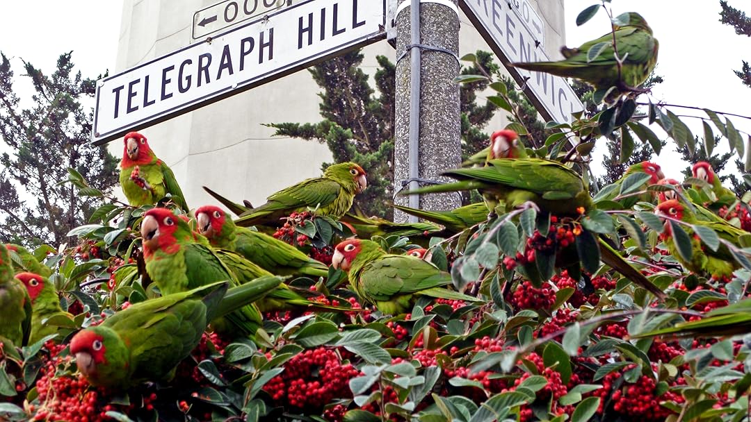 The Wild Parrots of Telegraph Hill