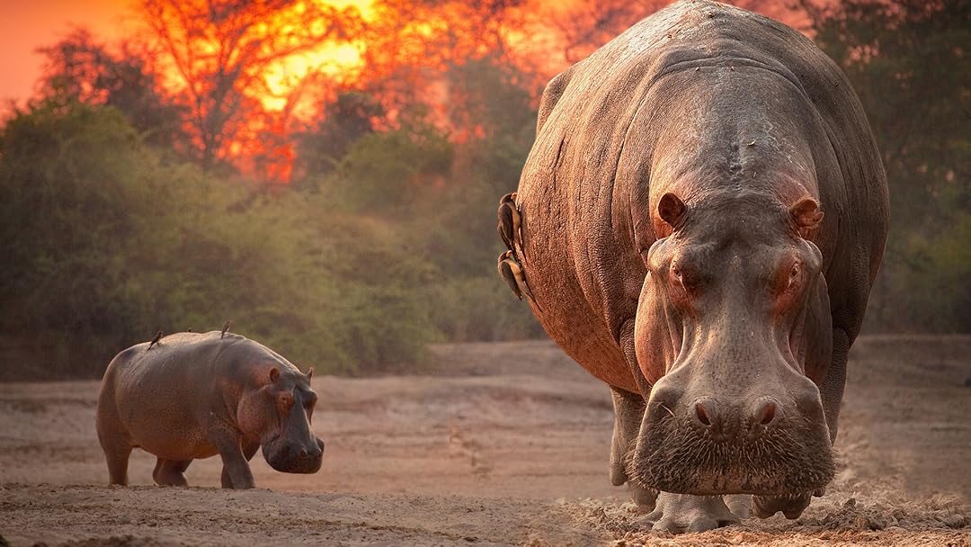 Hippo King