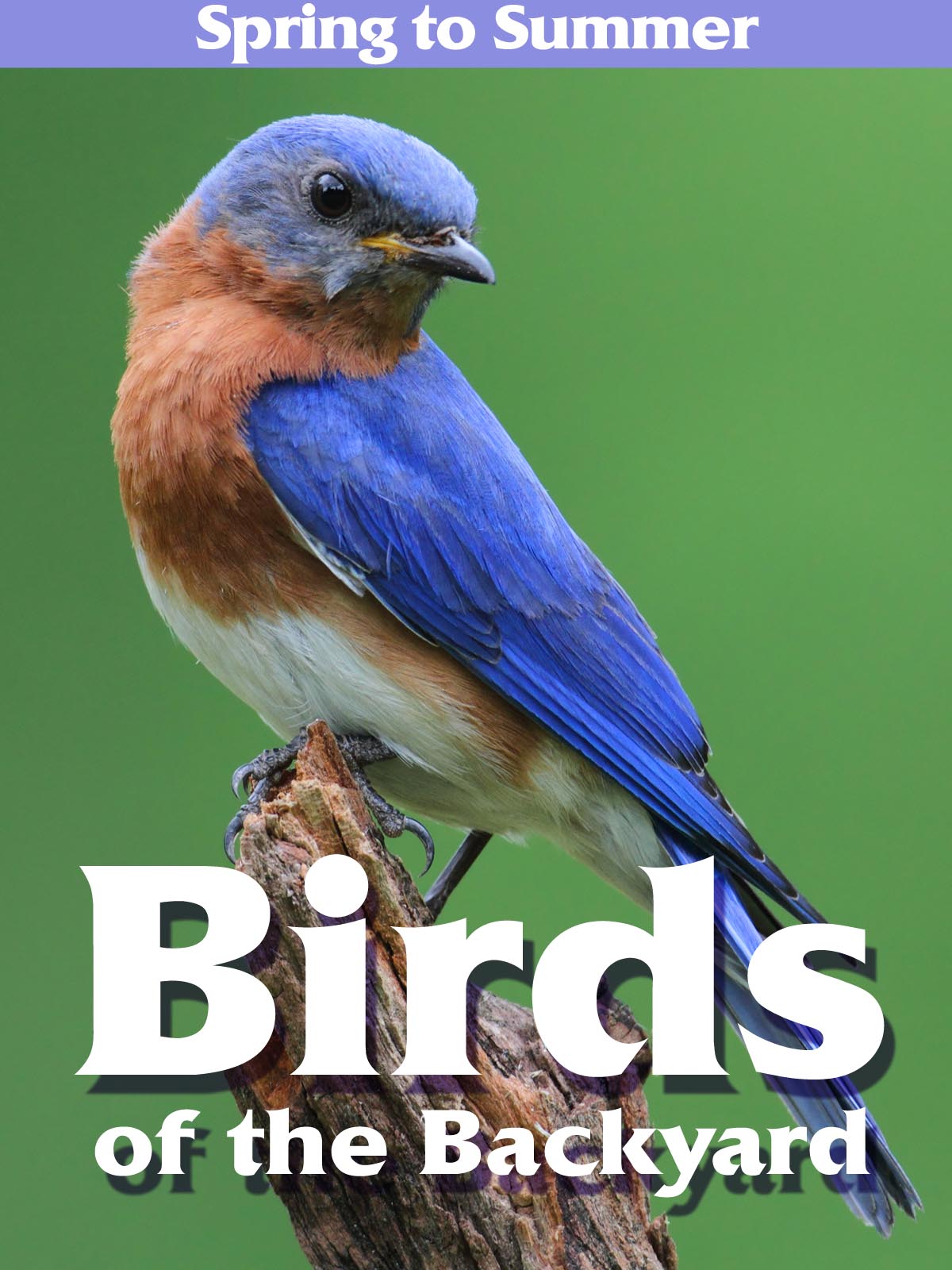 その他 Birds of the Backyard [DVD] Birds of the Backyard [DVD]