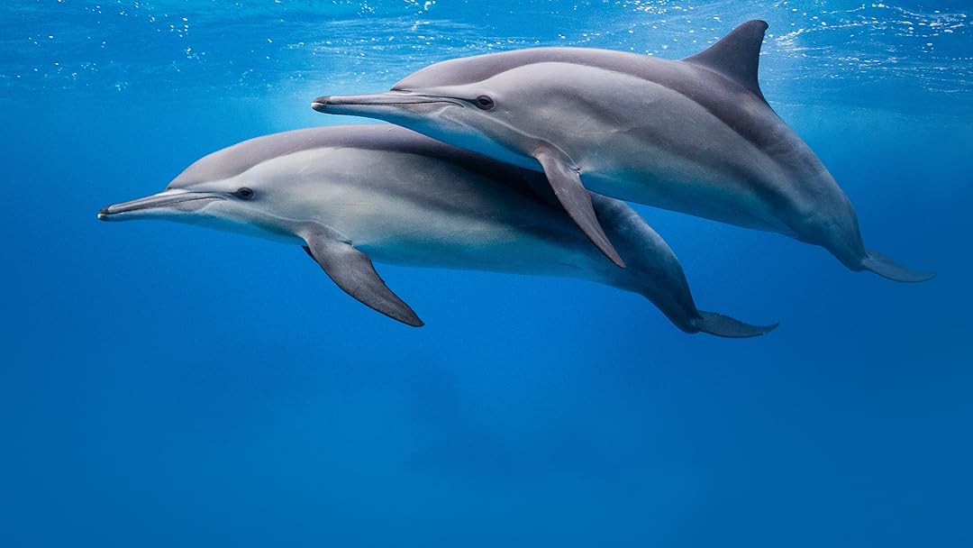 Dolphin Days