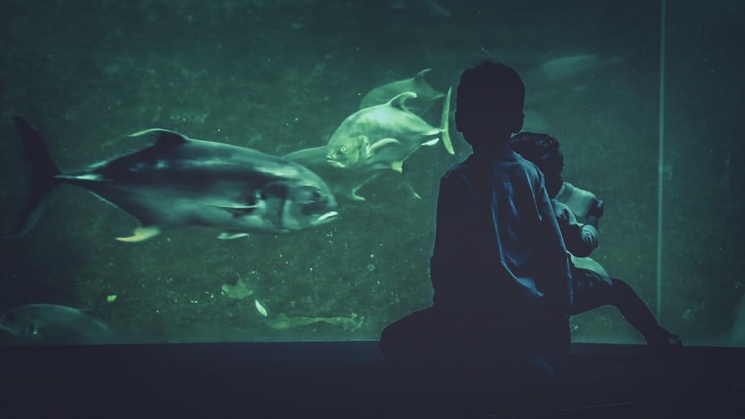 Nausicaa, le plus grand aquarium d'Europe