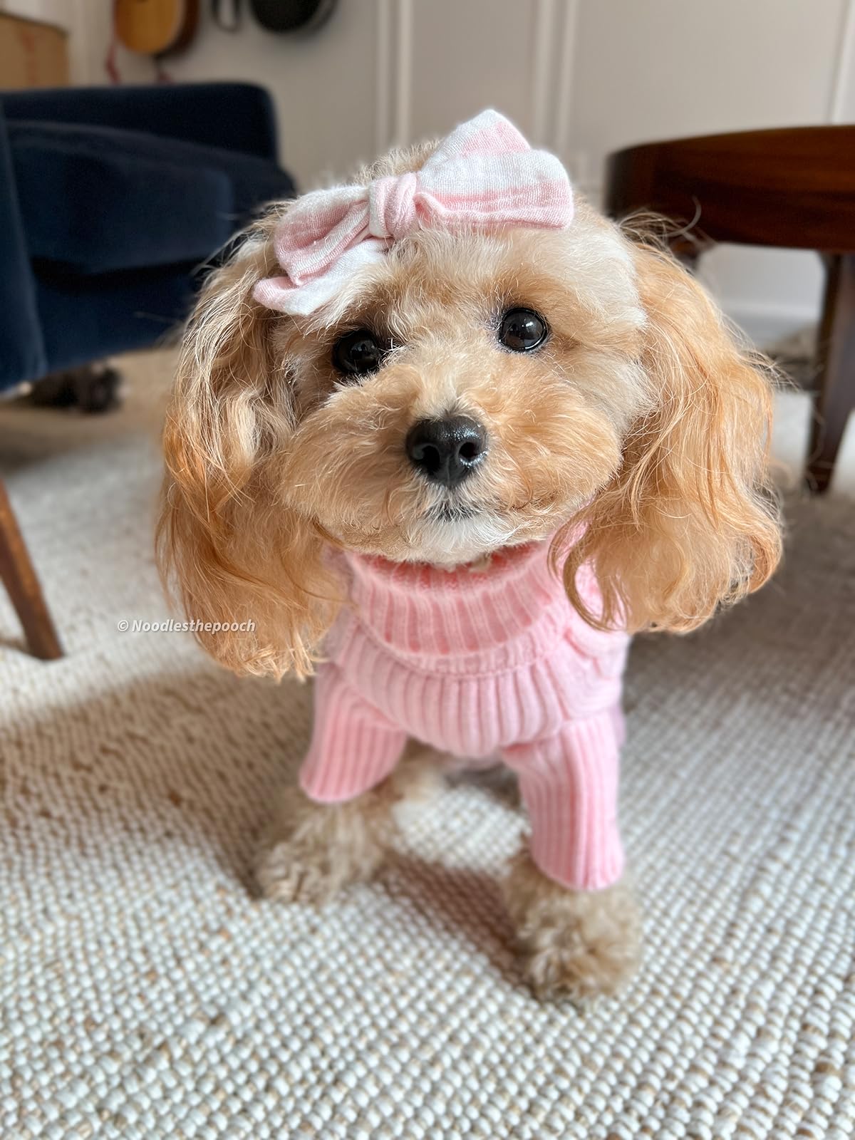 Noodlesthepooch's Amazon Page