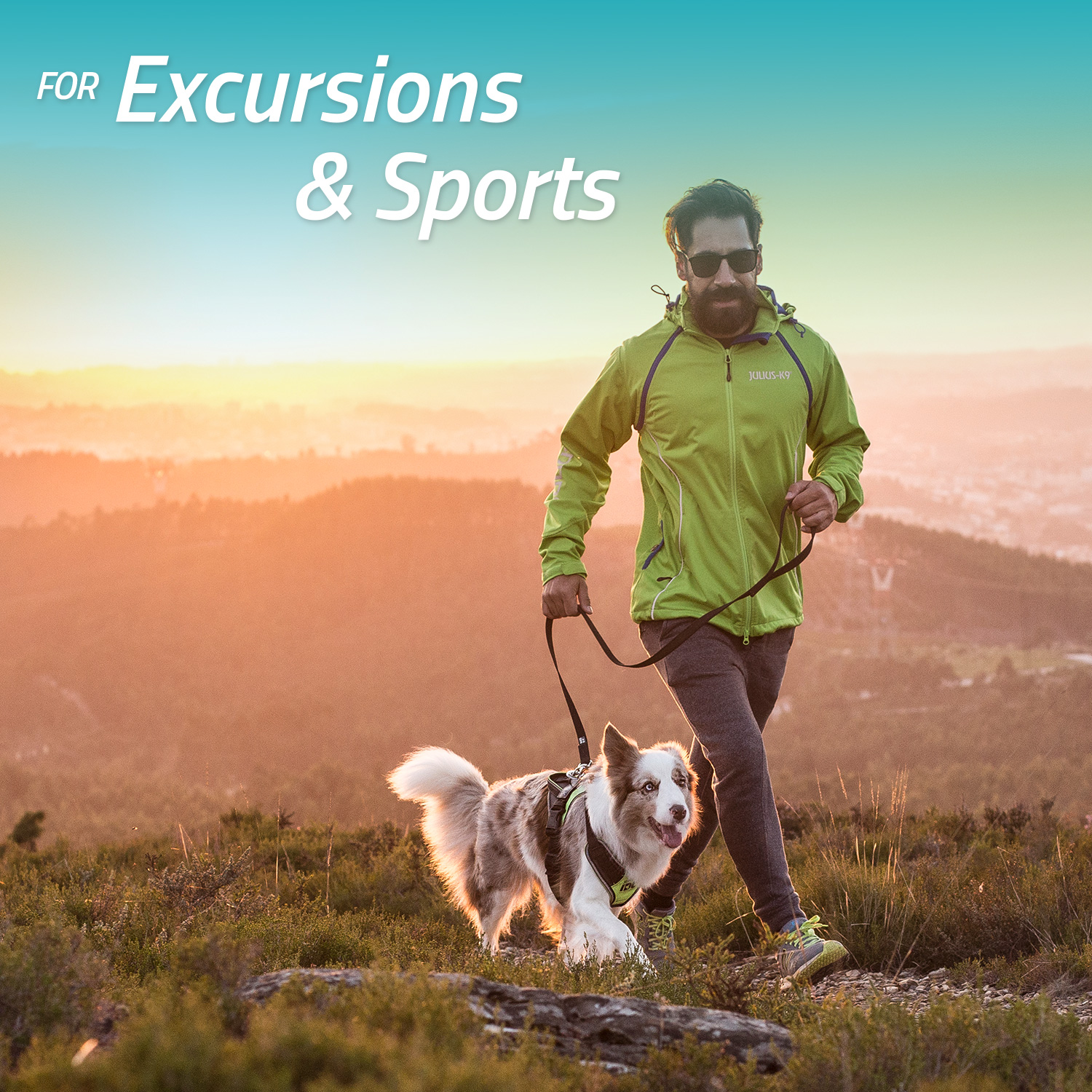 Amazon.co.uk: Julius-K9