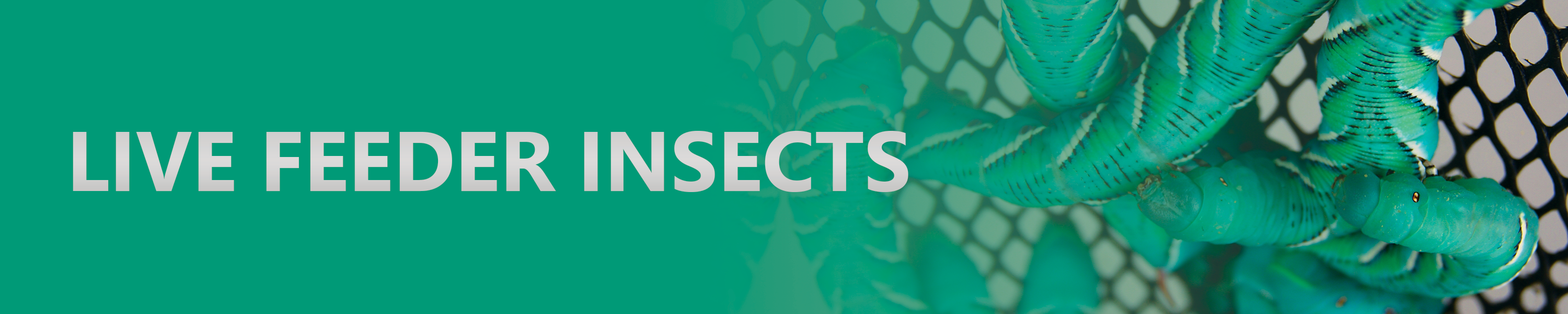 Josh's Frogs Crickets