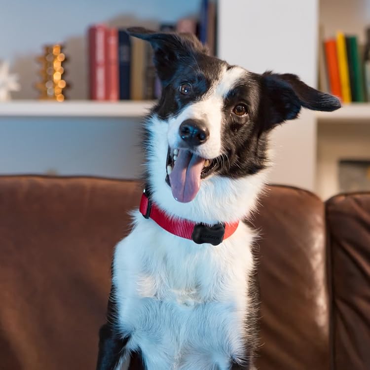 Fitbark amazon Clearance