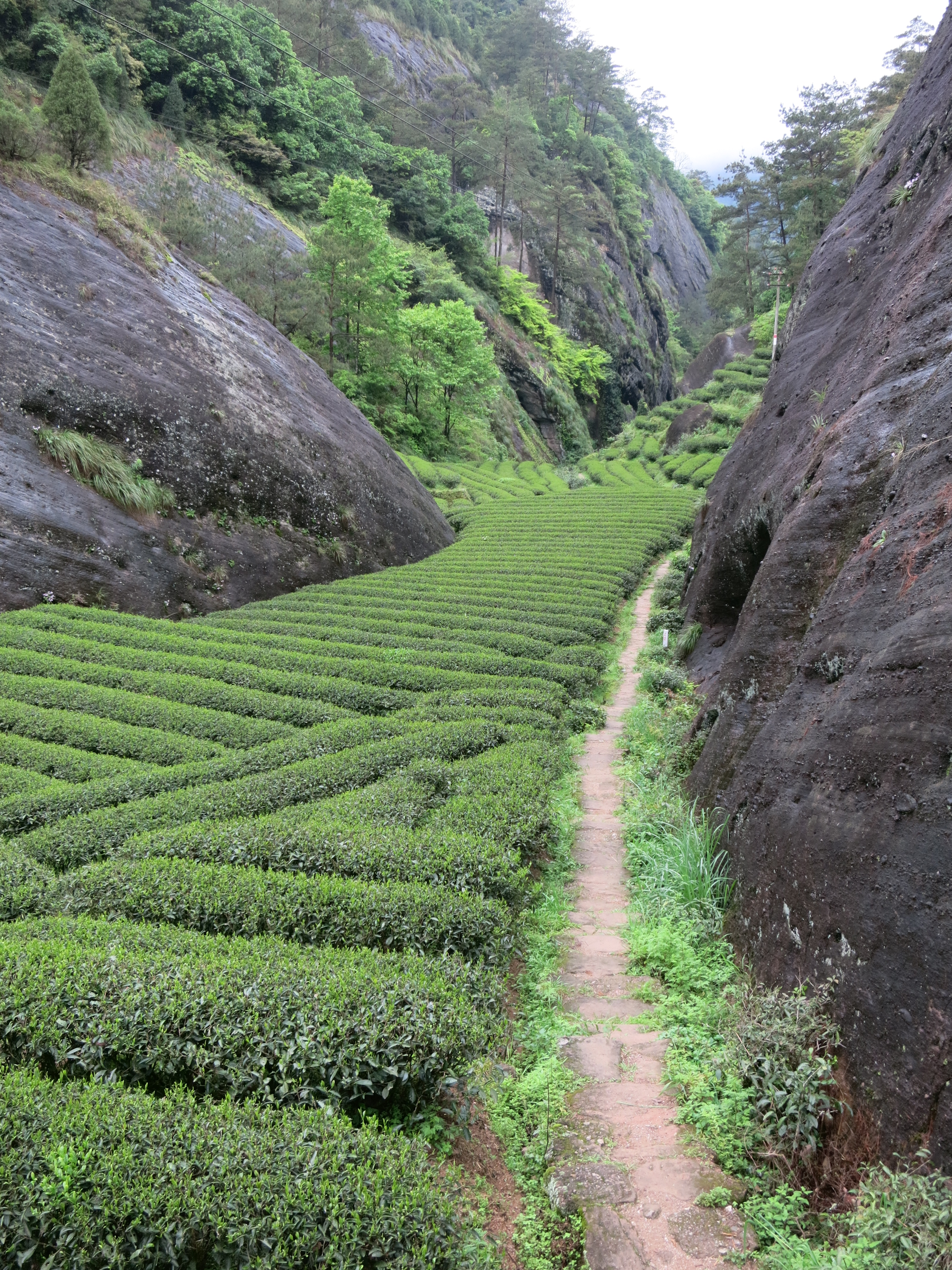 Amazon.com: Silk Road Teas