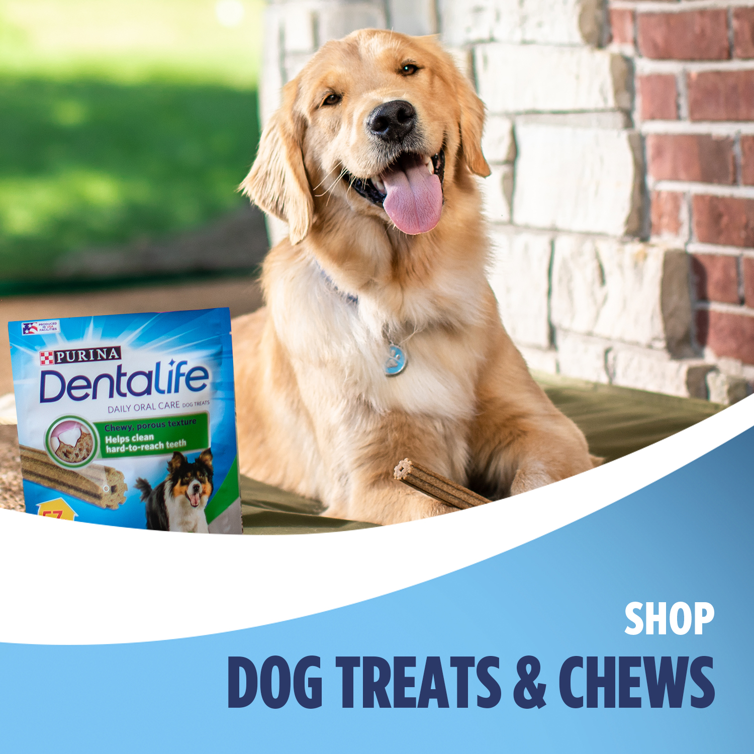 Amazon.com: DentaLife
