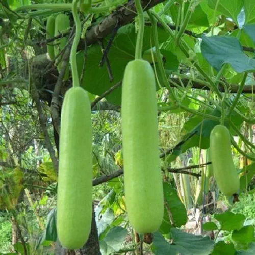 Bottle Gourd Lauki Long F1 | Vegetable Seeds
