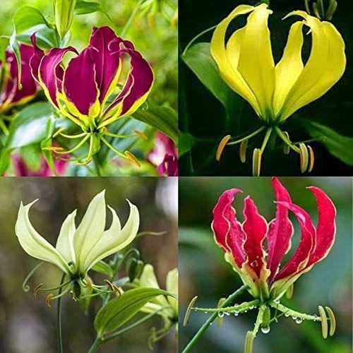 Gloriosa Lily Flame Lily Any Color Flower Bulb