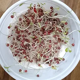 Coriander (Dhaniya) Seeds (धनिया के बीज)