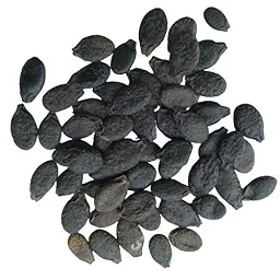 Ridge Gourd Kharra Tauri Dhari Wali Seeds | Vegetable Seeds