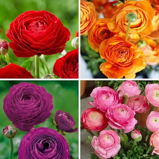 Ranunculus Any Color Flower Bulb