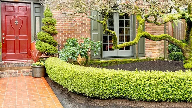 Hedge Plant Seeds | Easy to Maintain Fast-Growing