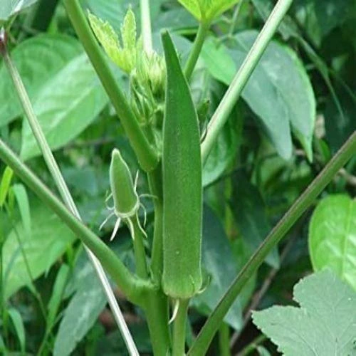 Bhindi Okra Desi Lady Finger | Vegetable Seeds