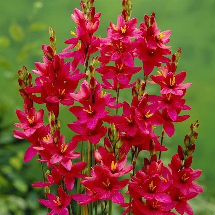Ixia Venus Red Colour Flower Bulb