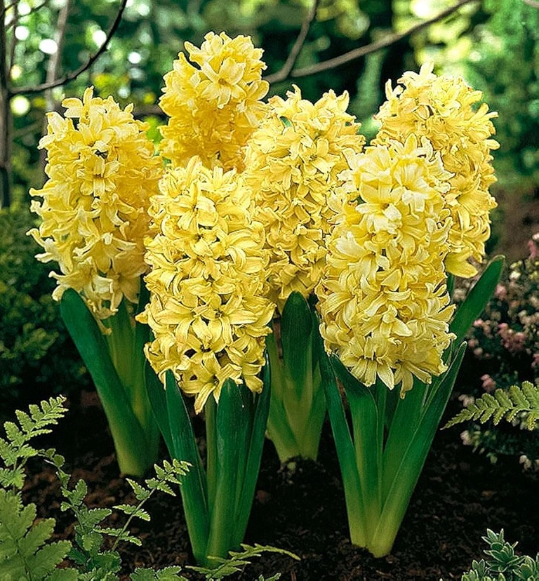 Hyacinth Gipsy Princess Flower Bulb