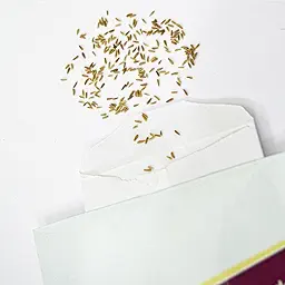 Chrysanthemum Paludosam White Seeds (Guldaudi/Chandra Mallika/गुलदाउदी के बीज)