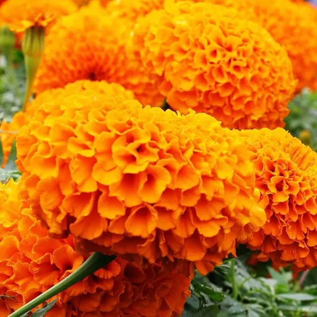 Marigold Double Dwarf Orange Seeds - 100 Seeds (Genda/ गेंदा के बीज)