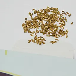 Desi Red Carrot Seeds (Desi Laal Gajar/ देशी लाल गाजर के बीज)
