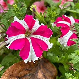 Petunia Ultra Star Flower Seeds