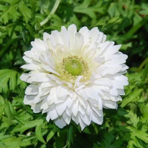 Anemone Mount Everest Flower Bulb