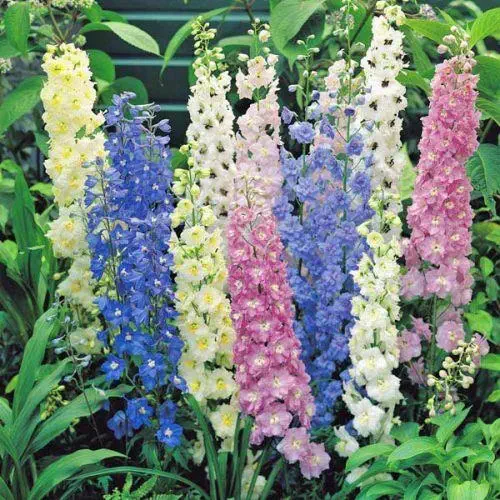 Larkspur Fire Mixed Color Flower Seeds