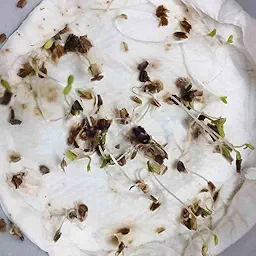 Chrysanthemum Carinatum Mix Seeds (Guldaudi/ Chandra Mallika/गुलदाउदी के बीज)