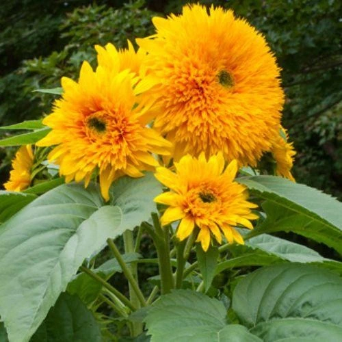 Sunflower Tall Sungold Flower Seeds