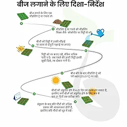Emily Basil Seeds (Tulsi/तुलसी के बीज)