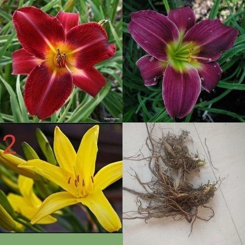 Day Lily Hemerocallis Flower Bulb Any Color