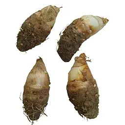 Rajnigandha Tuberose Single Petal Flower Bulbs