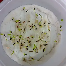 China Aster Pink Seeds
