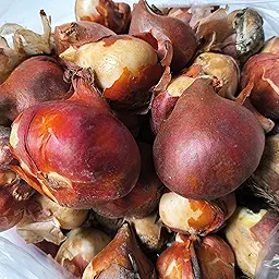 Tulip Black Jack Flower Bulb