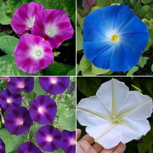 Morning Glory Ipomoea Creeper Any Color Flower Seeds